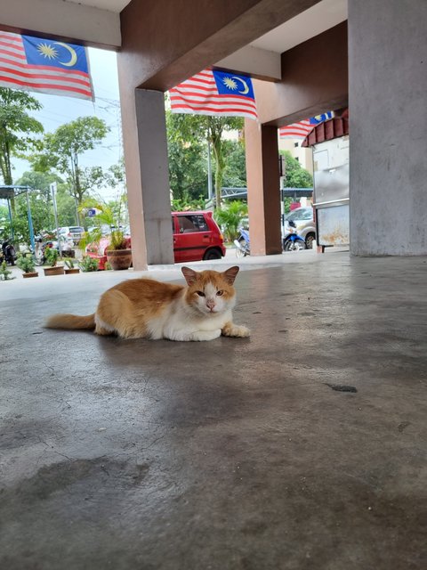 Oyen - Domestic Long Hair Cat