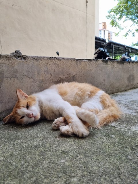 Oyen - Domestic Long Hair Cat