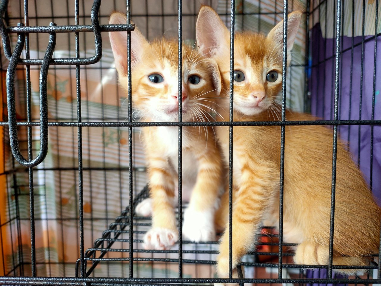 Romeo And Oyen - Tabby Cat