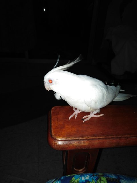 Albino  - Cockatiel Bird