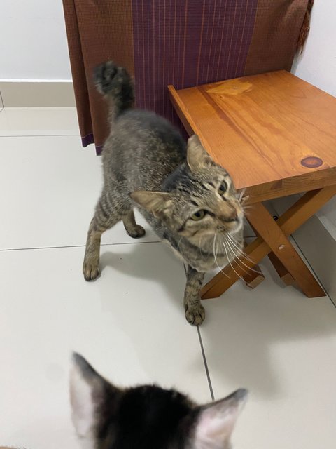 Bucky 3 Legged Cat - Domestic Short Hair Cat