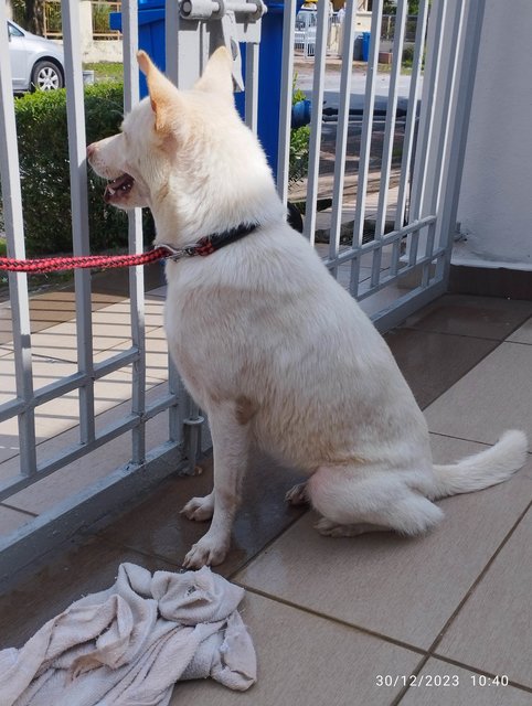 Snowy - Husky + Golden Retriever Dog