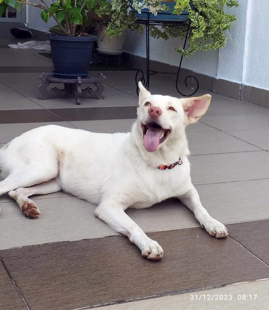 Snowy - Husky + Golden Retriever Dog