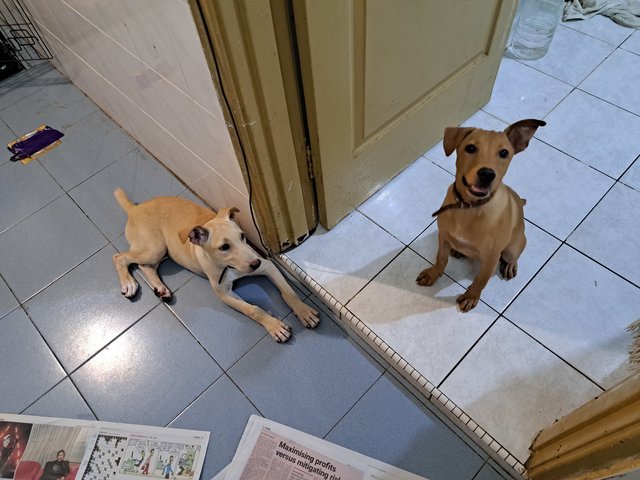 Hachi &amp; Lulu - Mixed Breed Dog