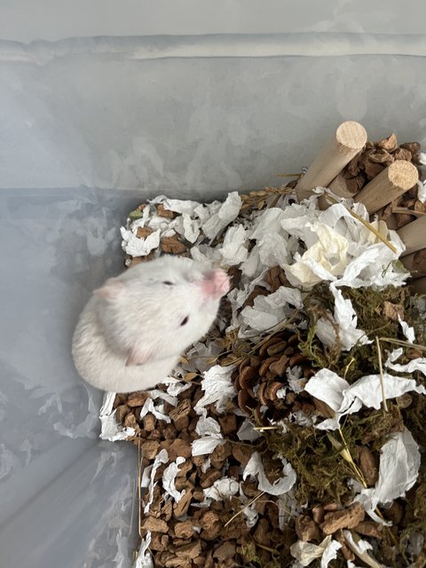 Valentina - Syrian / Golden Hamster Hamster