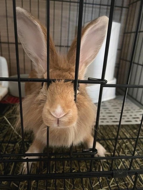 Bun Bun - Lionhead Rabbit