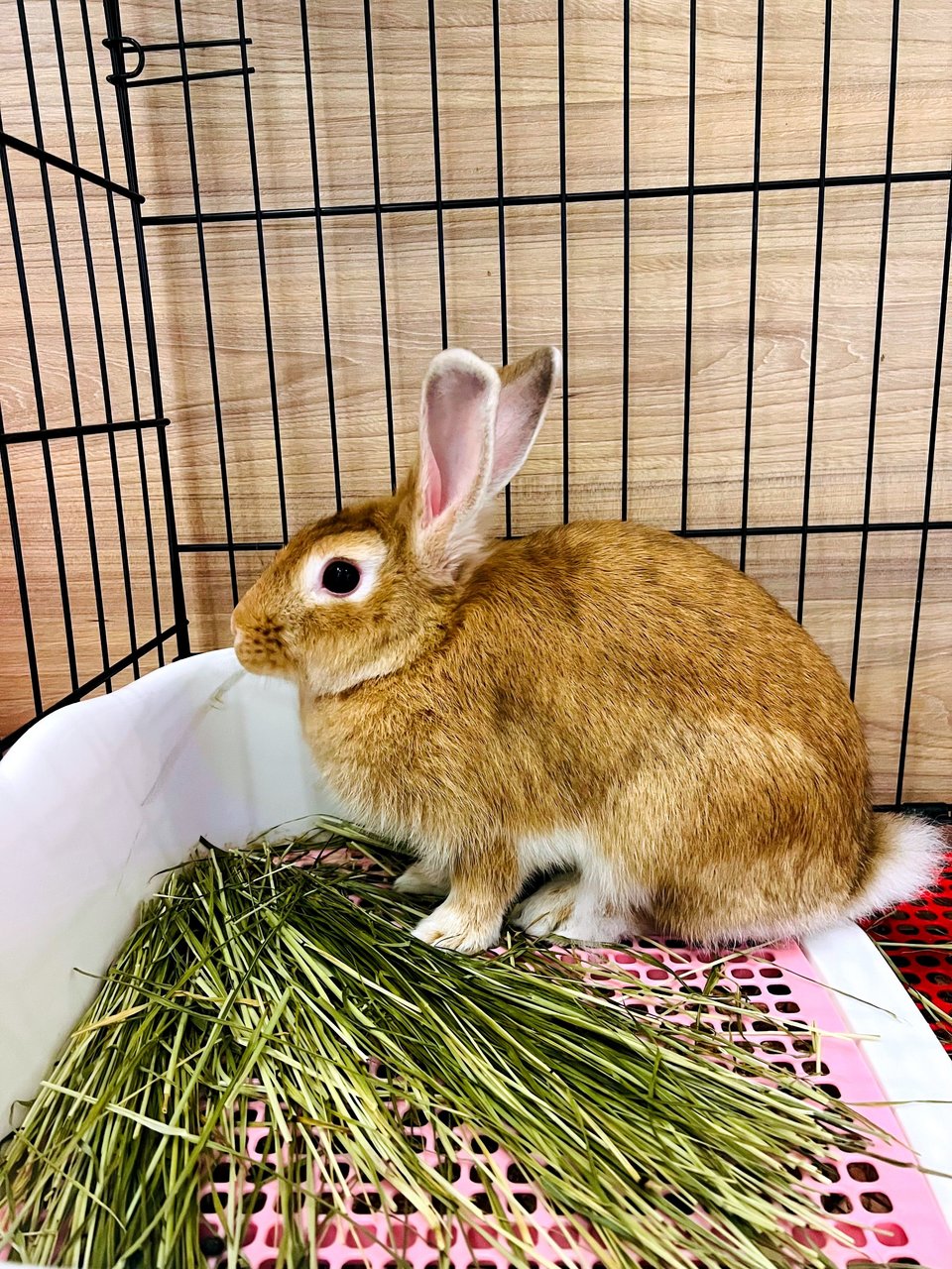 Bun Bun - Lionhead Rabbit