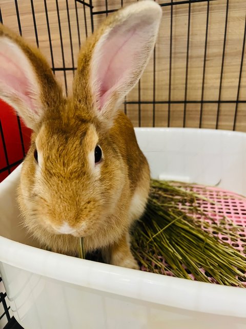 Bun Bun - Lionhead Rabbit