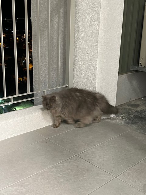 Esther - Maine Coon + American Shorthair Cat