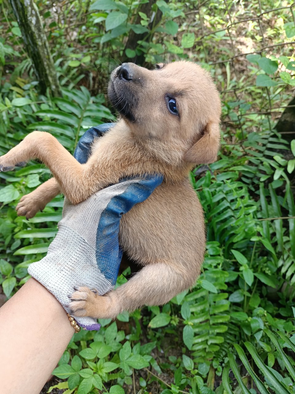 Puppies - Mixed Breed Dog