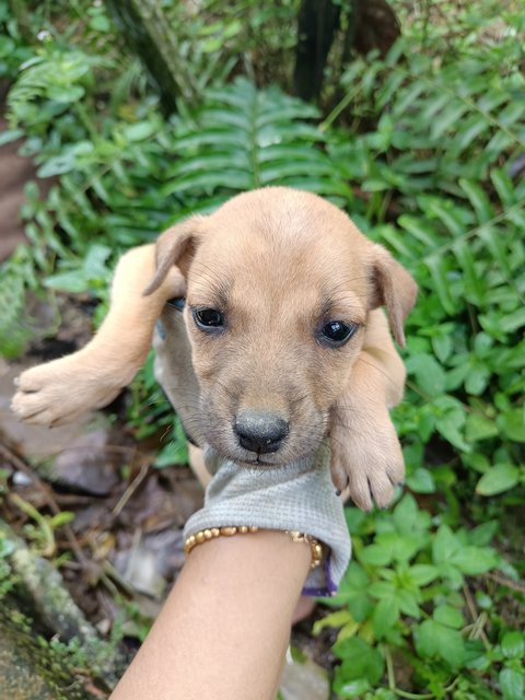 Puppies - Mixed Breed Dog