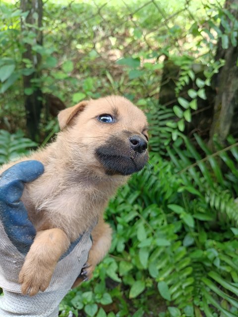 Puppies - Mixed Breed Dog