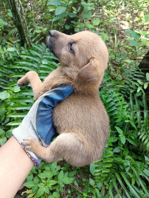 Puppies - Mixed Breed Dog