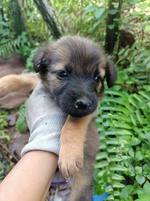 Puppies - Mixed Breed Dog