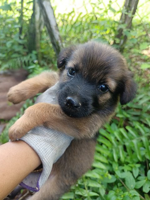 Puppies - Mixed Breed Dog