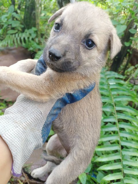 Puppies - Mixed Breed Dog