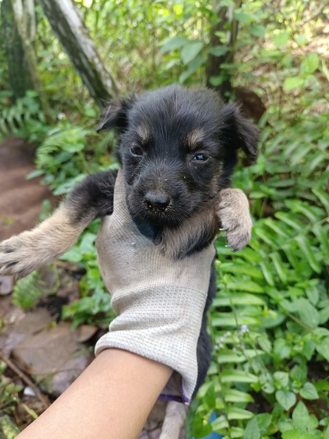 Puppies - Mixed Breed Dog