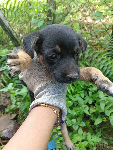 Puppies - Mixed Breed Dog