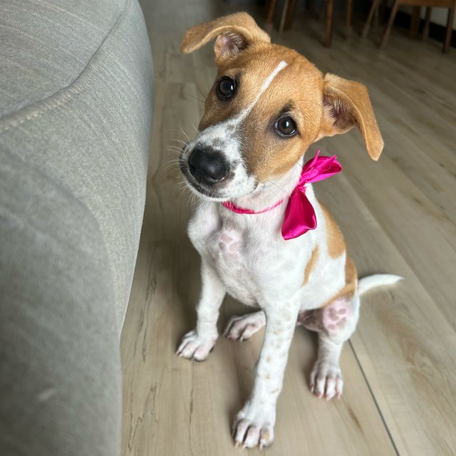 Lily with her new ribbon! (Updated with a brand new ribbon collar now)