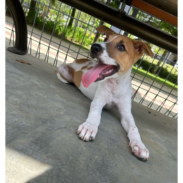 Lily at the dog park! She’s good at socialising with other dogs and loves playing with them 😆