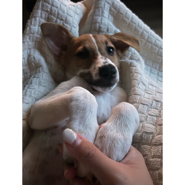 She loves sleeping in our laps sometimes when we’re watching TV 🥰