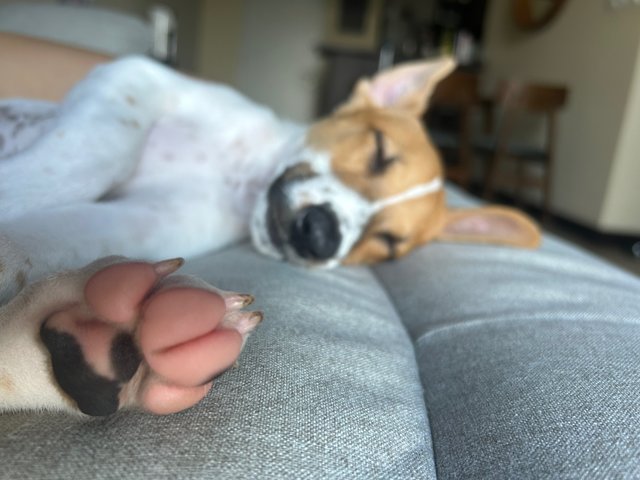 Pink paws! 🐾💕