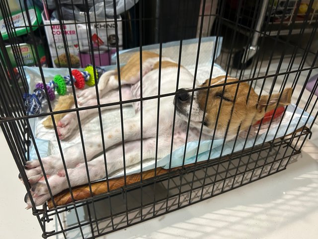 Lily comfortable and sleeping in her cage 🥹🫶🏻 (what a good girl 🐶💕)