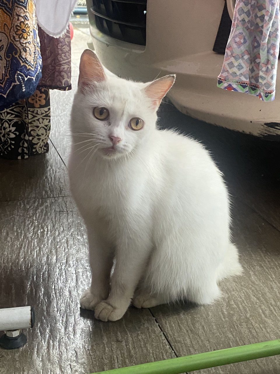 Puteh - Japanese Bobtail Cat