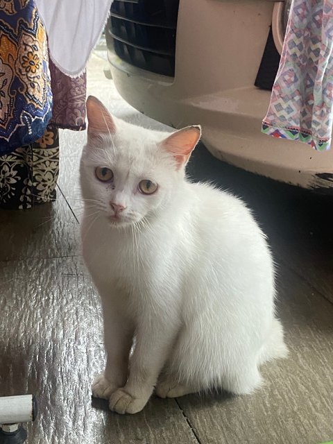 Puteh - Japanese Bobtail Cat