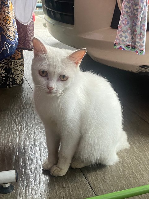 Puteh - Japanese Bobtail Cat