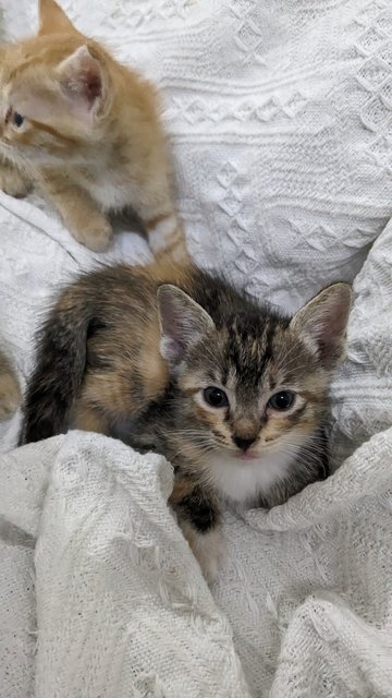 Ed, Sheena, Brodie - Domestic Medium Hair Cat