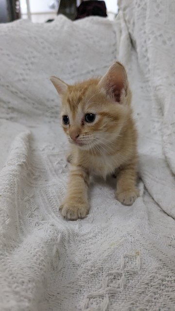 Ed, Sheena, Brodie - Domestic Medium Hair Cat