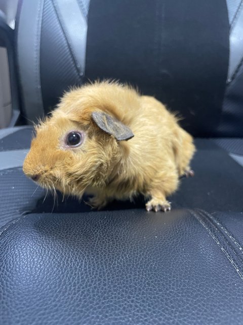 Coco And Brownie - Guinea Pig Small & Furry