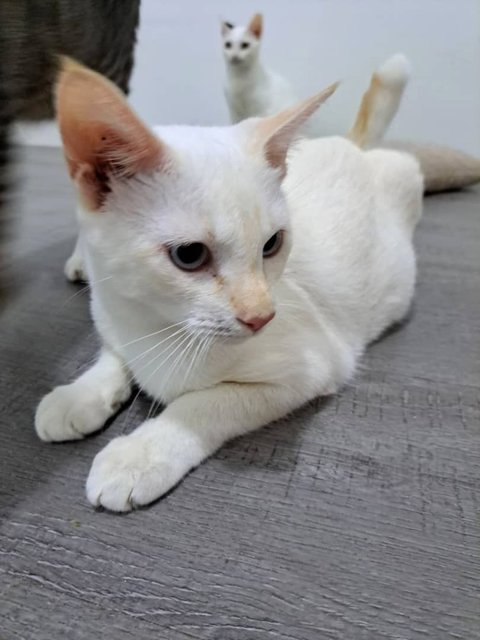 Putih - Domestic Short Hair Cat