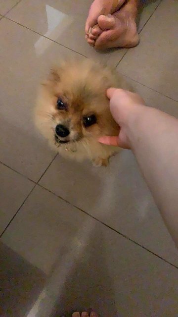 Muffin - Pomeranian Dog