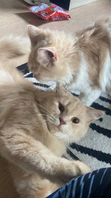 Simba &amp; Nala - Persian + Domestic Long Hair Cat