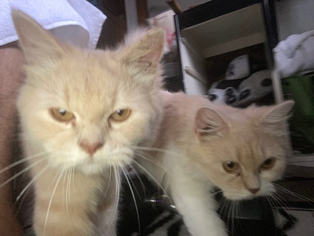 Simba &amp; Nala - Persian + Domestic Long Hair Cat