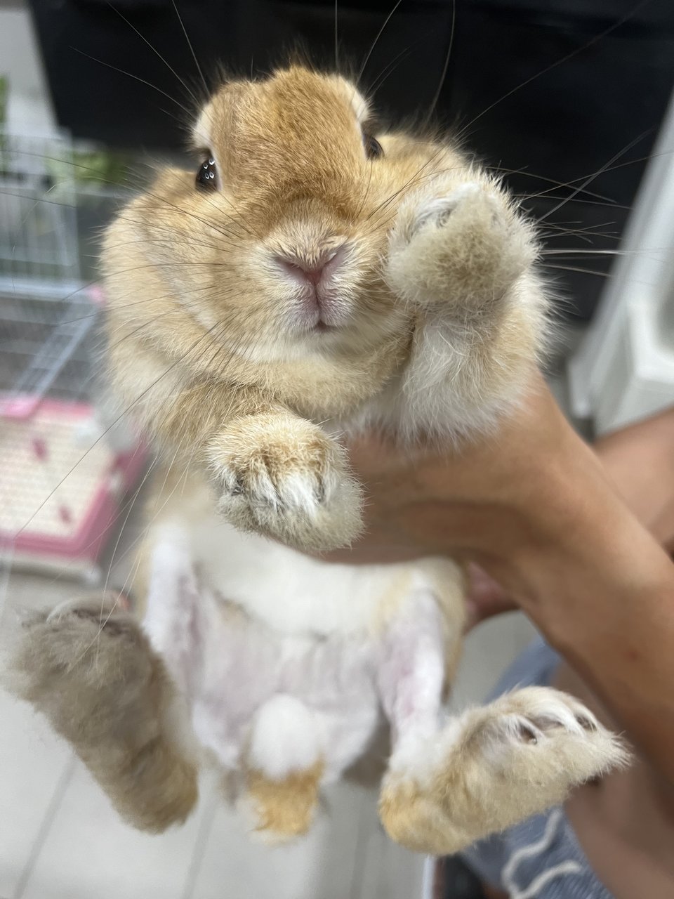 Bunny - Netherland Dwarf Rabbit