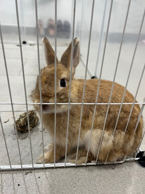 Bunny - Netherland Dwarf Rabbit