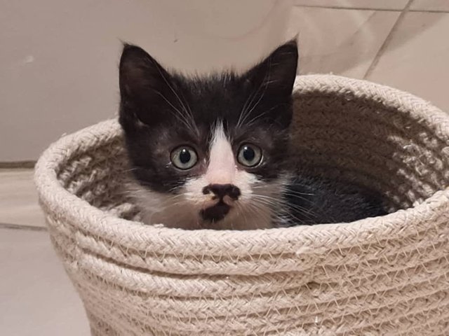 Tiny little mustache and beard