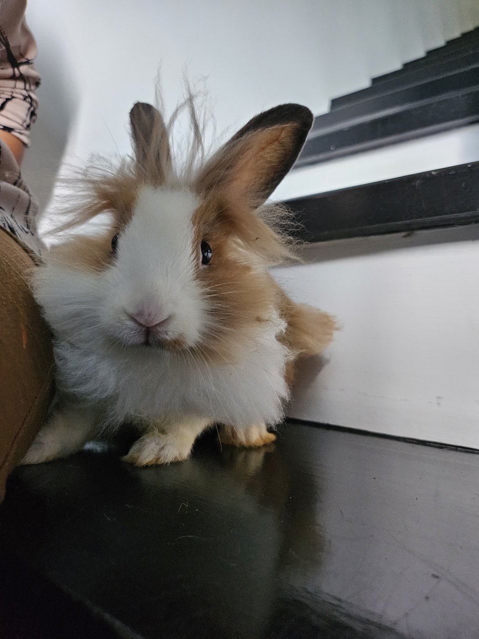 Gizmo - Lionhead + Dwarf Rabbit