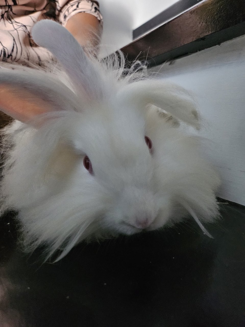 Diana - Lionhead + Dwarf Rabbit