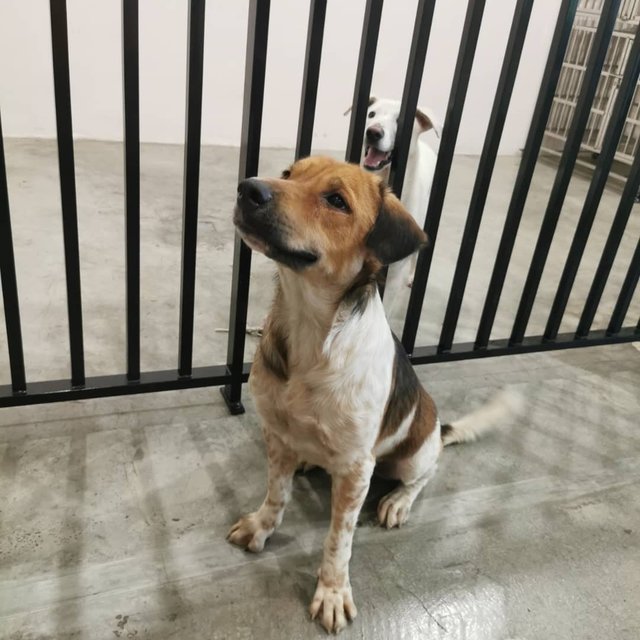 Billy - Mixed Breed Dog