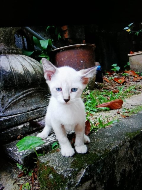 Cendol / Dodol / Sago - Domestic Short Hair Cat