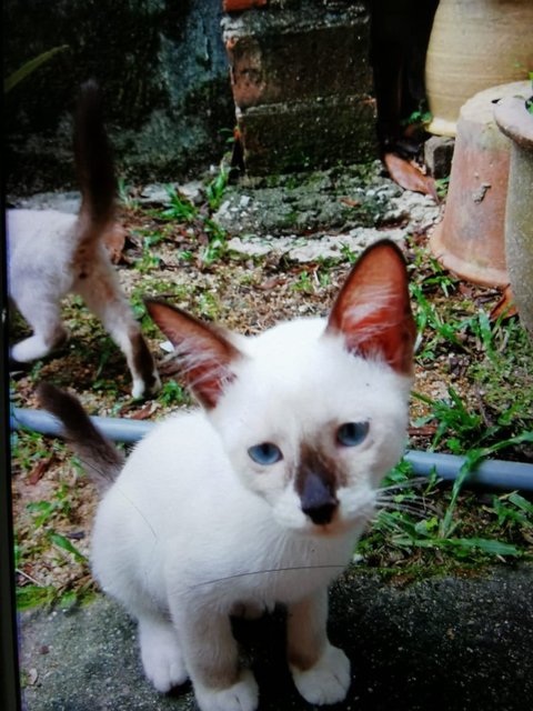 Cendol / Dodol / Sago - Domestic Short Hair Cat