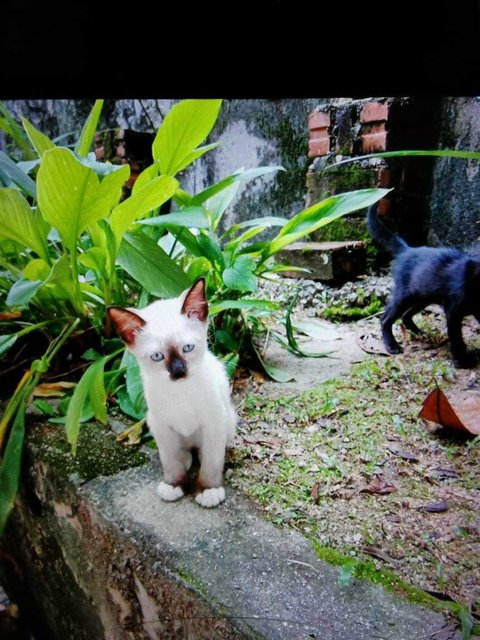 Cendol / Dodol / Sago - Domestic Short Hair Cat