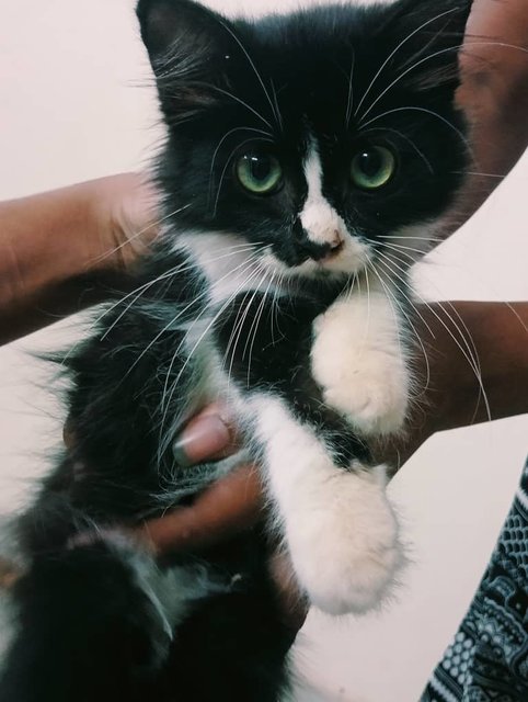 Callie (V) Lost In Bandar Tasik Senangin - Domestic Medium Hair + Tuxedo Cat