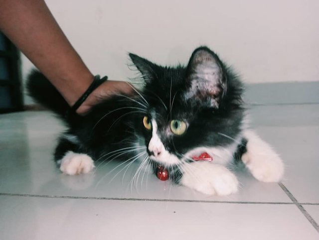 Callie (V) Lost In Bandar Tasik Senangin - Domestic Medium Hair + Tuxedo Cat