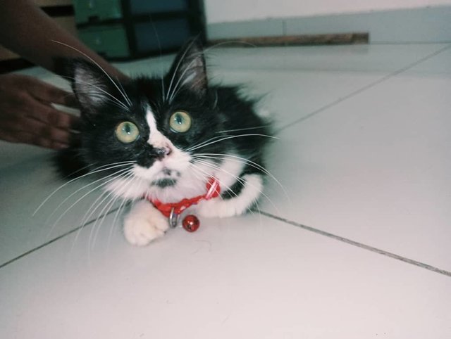 Callie (V) Lost In Bandar Tasik Senangin - Domestic Medium Hair + Tuxedo Cat