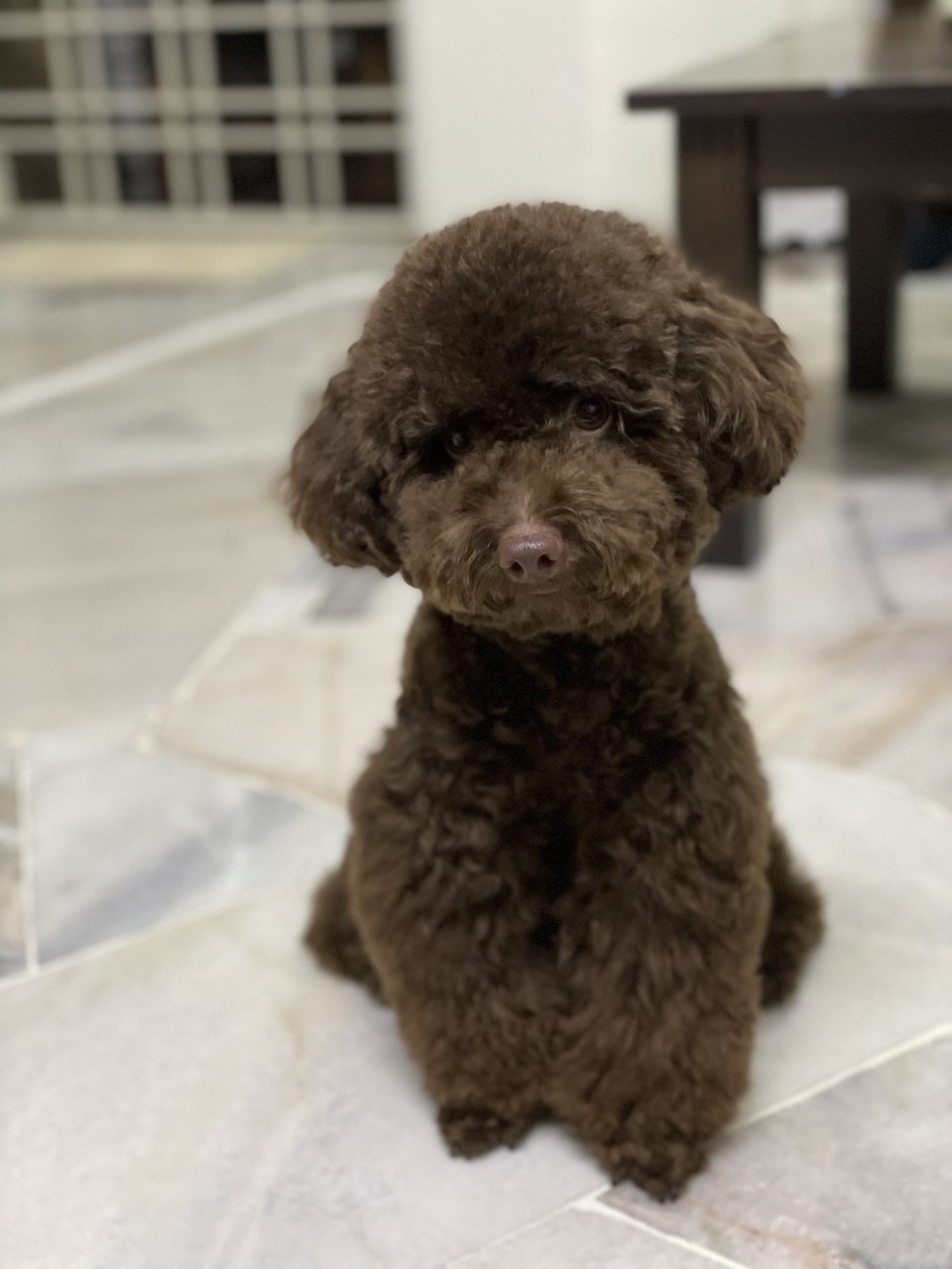 Pupu - Poodle Dog